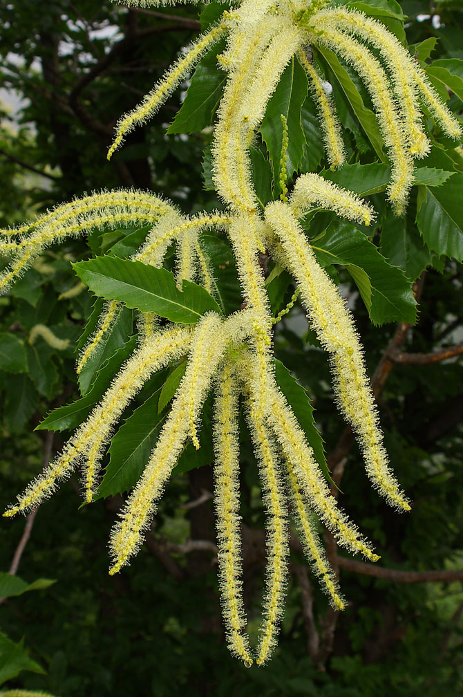 Castanea sativa / Castagno comune